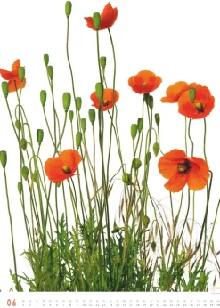 Titel DUMONT Best of Flora 2026 - Blumen-Kalender 50 x 70 cm, Foto-Poster im Großformat von Tan Kadam für Kunst- & Pflanzenliebhaber*DuMont Kalenderverlag Discount