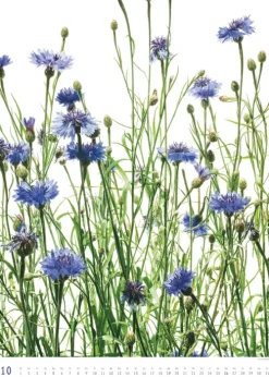 Titel DUMONT Best of Flora 2026 - Blumen-Kalender 50 x 70 cm, Foto-Poster im Großformat von Tan Kadam für Kunst- & Pflanzenliebhaber*DuMont Kalenderverlag Discount