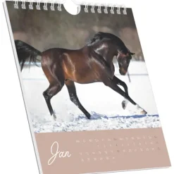 Traumpferde 2026 - Postkartenkalender 16x17 cm - Horses - zum Aufstellen oder Aufhängen - Monatskalendarium - Gadget - Mitbringsel - Alpha Edition*Neumann Verlage GmbH & Co Hot