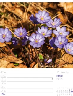Ackermann Kunstverlag Wochenkalender-Unser Wald Wochenplaner Kalender 2026