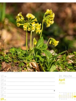 Ackermann Kunstverlag Wochenkalender-Unser Wald Wochenplaner Kalender 2026