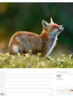 Ackermann Kunstverlag Wochenkalender-Unser Wald Wochenplaner Kalender 2026