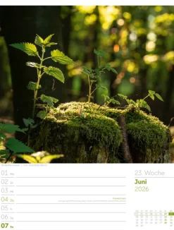 Ackermann Kunstverlag Wochenkalender-Unser Wald Wochenplaner Kalender 2026
