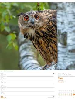 Ackermann Kunstverlag Wochenkalender-Unser Wald Wochenplaner Kalender 2026