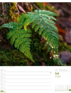 Ackermann Kunstverlag Wochenkalender-Unser Wald Wochenplaner Kalender 2026
