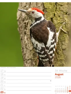 Ackermann Kunstverlag Wochenkalender-Unser Wald Wochenplaner Kalender 2026