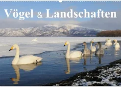 Vögel & Landschaften (Wandkalender 2026 DIN A2 quer), Monatskalender*Calvendo Discount