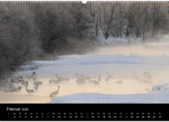 Vögel & Landschaften (Wandkalender 2026 DIN A2 quer), Monatskalender*Calvendo Discount