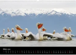 Vögel & Landschaften (Wandkalender 2026 DIN A2 quer), Monatskalender*Calvendo Discount