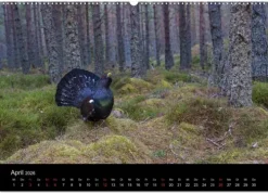 Vögel & Landschaften (Wandkalender 2026 DIN A2 quer), Monatskalender*Calvendo Discount