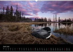 Vögel & Landschaften (Wandkalender 2026 DIN A2 quer), Monatskalender*Calvendo Discount