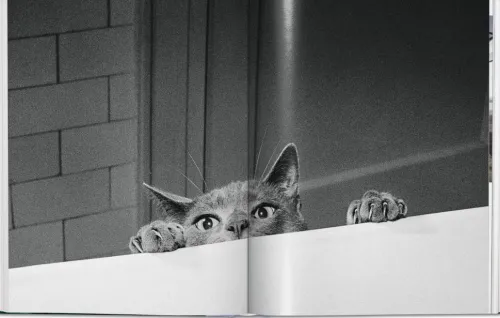 Taschen GmbH Künstler:Innen Im Fokus-Walter Chandoha. Cats. Photographs 1942-2018