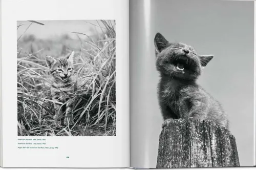 Taschen GmbH Künstler:Innen Im Fokus-Walter Chandoha. Cats. Photographs 1942-2018