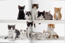 Taschen GmbH Künstler:Innen Im Fokus-Walter Chandoha. Cats. Photographs 1942-2018