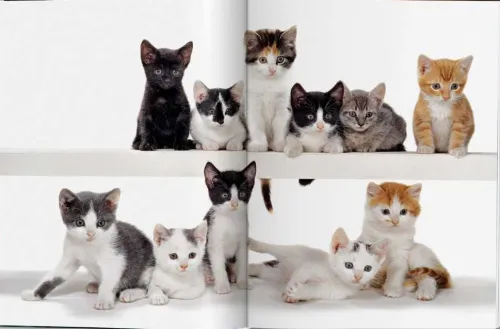 Taschen GmbH Künstler:Innen Im Fokus-Walter Chandoha. Cats. Photographs 1942-2018