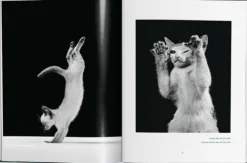 Taschen GmbH Künstler:Innen Im Fokus-Walter Chandoha. Cats. Photographs 1942-2018
