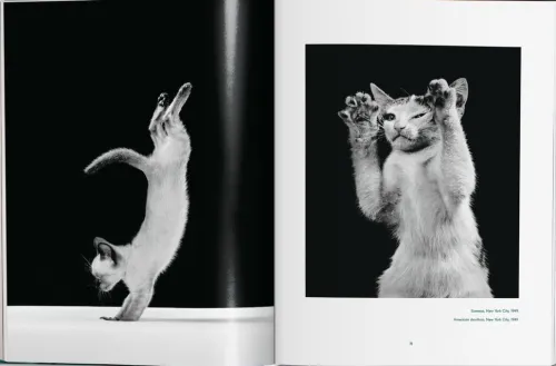 Taschen GmbH Künstler:Innen Im Fokus-Walter Chandoha. Cats. Photographs 1942-2018