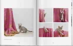 Taschen GmbH Künstler:Innen Im Fokus-Walter Chandoha. Cats. Photographs 1942-2018