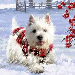 Coppenrath Wandkalender-Wandkalender - Wunderbare Hunde-Weihnacht