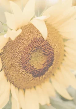 Weisheiten für die Seele*Ars Edition GmbH Online