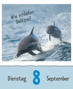 Korsch Verlag GmbH Abreiß-Kalender-Wie faul ist das Faultier? 2026