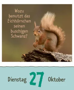 Korsch Verlag GmbH Abreiß-Kalender-Wie faul ist das Faultier? 2026