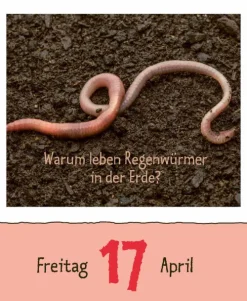 Korsch Verlag GmbH Abreiß-Kalender-Wie faul ist das Faultier? 2026