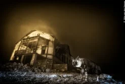 Wildlife Fotografien des Jahres - Portfolio 35*Knesebeck Von Dem GmbH