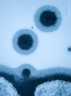 Wildlife Fotografien des Jahres - Portfolio 35*Knesebeck Von Dem GmbH