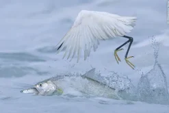 Wildlife Fotografien des Jahres - Portfolio 35*Knesebeck Von Dem GmbH