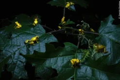 Wildlife Fotografien des Jahres - Portfolio 35*Knesebeck Von Dem GmbH