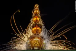 Wildlife Fotografien des Jahres - Portfolio 35*Knesebeck Von Dem GmbH