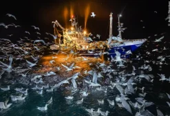 Wildlife Fotografien des Jahres - Portfolio 35*Knesebeck Von Dem GmbH