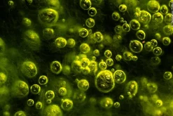 Wildlife Fotografien des Jahres - Portfolio 35*Knesebeck Von Dem GmbH