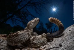 Wildlife Fotografien des Jahres - Portfolio 35*Knesebeck Von Dem GmbH