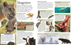 Dorling Kindersley Verlag 6-10 Jahre*Wissen für clevere Kids