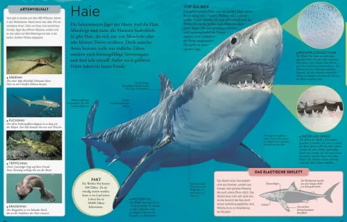 Kinder Dorling Kindersley Verlag 6-10 Jahre-Wissen für clevere Kids. Ozeane für clevere Kids