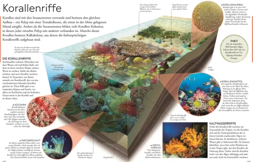 Kinder Dorling Kindersley Verlag 6-10 Jahre-Wissen für clevere Kids. Ozeane für clevere Kids