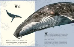 Wundervolle Welt der Tiere*Dorling Kindersley Verlag Clearance