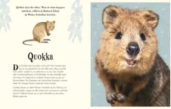 Wundervolle Welt der Tiere*Dorling Kindersley Verlag Clearance