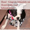 BookRix Garten, Natur, Tiere-Zahnfleischentzündung beim Hund - Gingivitis behandeln mit Homöopathie und Schüsslersalzen