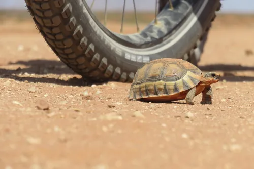 Tyrolia Verlagsanstalt Gm Radreisen & Radtouren-Zwei Frauen, zwei Räder, ein Zelt